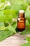 Lemon Eucalyptus essential oil in the amber bottle, with fresh leaves