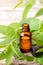 Lemon Eucalyptus essential oil in the amber bottle, with fresh leaves