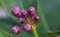 Lemon flower buds