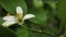 Lemon flower macro shot well focused with green leaves