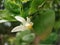 Lemon flower macro shot well focused with green leaves