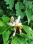 Lemon flower natural butterfly insects green leaf beautiful