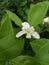 Lemon flowers srilankan beautiful nature