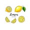 Lemon fruit drawing. Watercolor lemons on a white background. Vector illustration