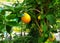 Lemon fruit ripe - Citrus limon