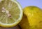 the lemon is a fruit tree belonging to the Rutaceae family. The common name lemon can refer to both the plant and its fruit