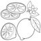 Lemon fruit whole and half sliced, lemon citrus flowers and leaves. Vector black and white coloring page