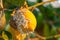 Lemon fruits and affected by pest. Citrus mealybug, Planococcus Hemiptera Pseudococcidae dangerous pest plants, including