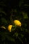 Lemon fruits on a lemon tree spring in Kfar Glikson Israel
