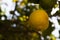 Lemon fruits in orchard
