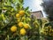 Lemon garden with friuts
