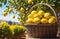 lemon garden to the horizon, lemon tree branches, long lemon plantations, Organic Farming, sunny