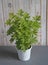 Lemon geranium, Pelargonium capitatum, lemon-scented pelargonium with pink flowers