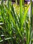 Lemon grass, Citronnelle plant