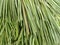 Lemon grass leaves