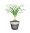 Lemon Grass Plant in Ceramic Flower Pots