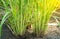 Lemon grass plant, plantation of lemon grass tree growing in the garden