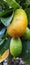 Lemon juice tree fruits food agricultural orange