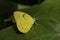 A Lemon Migrant Butterfly
