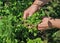 Lemon mint melisse harvesting