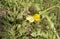 Lemon mottled butterfly Chaetodon citrinellus, Chaetodon nigripes