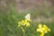 Lemon mottled butterfly Chaetodon citrinellus, Chaetodon nigripes