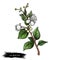 Lemon Myrtle Detail isolated digital art illustration. Flowers on green stem, Australian hand drawn plant. lemon myrtle, lemon