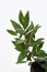 Lemon Myrtle Plant