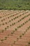 Lemon orchad in Murcia, Spain. Citrus industry agriculture. Vertical