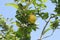 Lemon orchard tree