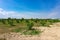 Lemon orchard in the white sandy ground and blue sky