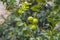 Lemon or organic Lime Tree in Thailand, with three limes on branch