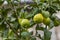 Lemon or organic Lime Tree in Thailand, with three limes on branch