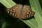 Lemon pansy, Junonia lemonias lemoniasi tropical butterfly