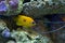 Lemon Peel Angelfish in Reef Aquarium