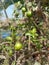 Lemon plant with fresh lemons at my farm