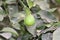 Lemon. Ripe Lemons hanging on tree. Growing Lemon.Green organic lime citrus fruit hanging on tree in nature background