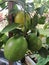 Lemon ripe on the tree in a pot