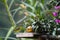 Lemon-rumped tanager next to banana in a garden