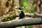 Lemon-rumped tanagers on a branch