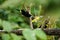 Lemon-rumped tanagers on a branch