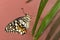 Lemon Sailboat butterfly. Papilio demoleus.