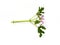 Lemon-scented geranium foliage and pink flowers on white