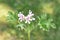 Lemon-scented geranium foliage and pink flowers on white