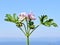 Lemon-scented geranium leaves and flowers