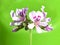 Lemon-scented geranium pink flower closeup
