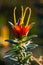 Lemon scented myrtle Darwinia citriodora of Australia