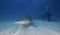 Lemon Shark Bahamas