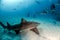 Lemon shark and Caribbean reef shark at the Bahamas