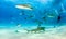 Lemon shark and Caribbean reef sharks at the Bahamas